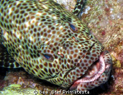 Greasy grouper, (Epinephelus tauvina). Canon G9 with Inon... by Bea & Stef Primatesta 